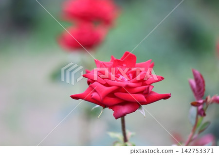 It's a rose. It's a rose. 142753371
