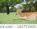 Mr. Deer 142753420