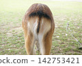 Deer buttocks 142753421