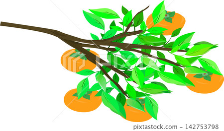 Simple persimmon illustration material Simple persimmon illustration material 142753798