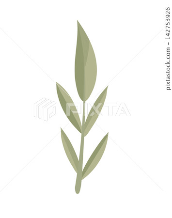 Flat vector illustration of a minimalist botanical branch with soft green leaves, isolated on a white background. Ideal for floral, nature, wedding, and organic design projects. Flat vector illustration of a minimalist botanical branch with soft green leaves, isolated on a white background. Ideal for floral, nature, wedding, and organic design projects. 142753926