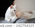 A beautiful white cat relaxing on its owner's lap. 142754325