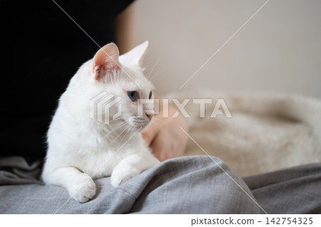 一隻漂亮的白貓正舒服地躺在主人腿上。 一隻漂亮的白貓正舒服地躺在主人腿上。 142754325