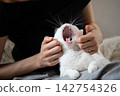 A white cat yawns widely as its owner strokes its face. 142754326