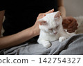 A white cat closes its eyes and relaxes as its owner strokes its head. 142754327