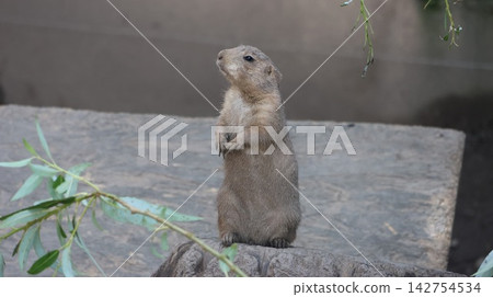 Small brown rodent stands alert on rocky surface Small brown rodent stands alert on rocky surface 142754534