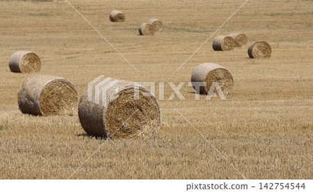 Golden hay bales rest in harvested field 142754544