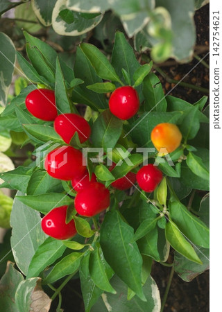 Red and orange ornamental pepper fruits and green leaves Red and orange ornamental pepper fruits and green leaves 142754621