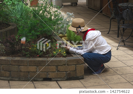A woman takes photos of plants in a courtyard flowerbed with her smartphone. A woman takes photos of plants in a courtyard flowerbed with her smartphone. 142754622
