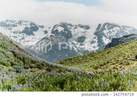 Lupine fields near Svinafellsjokull glacier in South Iceland, framed by rugged snow-covered mountains Lupine fields near Svinafellsjokull glacier in South Iceland, framed by rugged snow-covered mountains 142754719