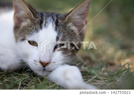portrait of a cute cat portrait of a cute cat 142755021