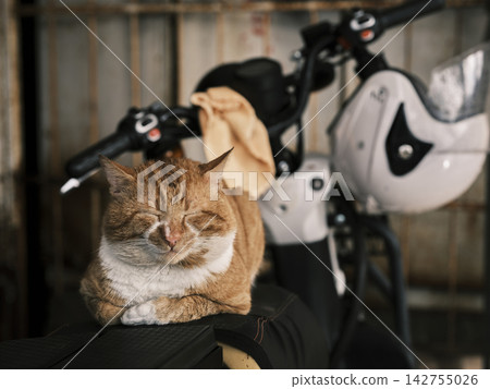 Ginger cat sleeping on motorcycle Ginger cat sleeping on motorcycle 142755026