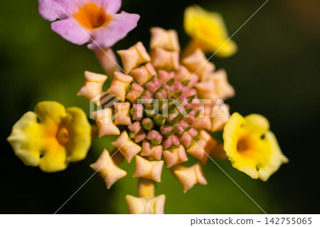 yellow flowers in the nature 142755065