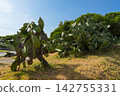 Prickly pear cactus with green pads, desert succulent plant 142755331