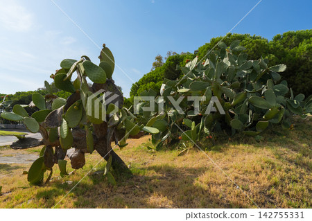 Prickly pear cactus with green pads, desert succulent plant 142755331