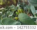 Cactus and growing fruits in green forest 142755332