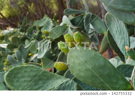 Cactus and growing fruits in green forest Cactus and growing fruits in green forest 142755332