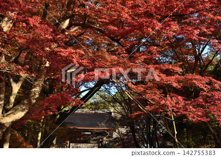 Bishamondo Monzeki Temple: Yakui-mon Gate covered in red maple leaves (Yamashina Ward, Kyoto City) Bishamondo Monzeki Temple: Yakui-mon Gate covered in red maple leaves (Yamashina Ward, Kyoto City) 142755383