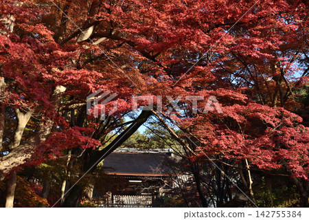 Bishamondo Monzeki Temple: Yakui-mon Gate covered in red maple leaves (Yamashina Ward, Kyoto City) Bishamondo Monzeki Temple: Yakui-mon Gate covered in red maple leaves (Yamashina Ward, Kyoto City) 142755384