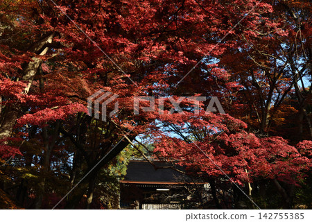 Bishamondo Monzeki Temple: Yakui-mon Gate covered in red maple leaves (Yamashina Ward, Kyoto City) 142755385