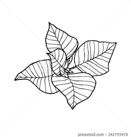 Festive plant: poinsettia. Vector illustration isolated on a white background. Festive plant: poinsettia. Vector illustration isolated on a white background. 142755478