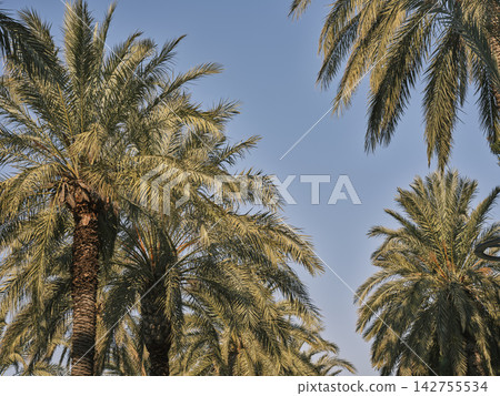 beautiful palm tree and sky background beautiful palm tree and sky background 142755534