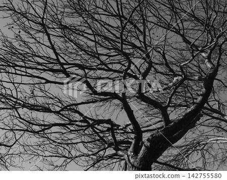 burned trees and dramatic landscape burned trees and dramatic landscape 142755580