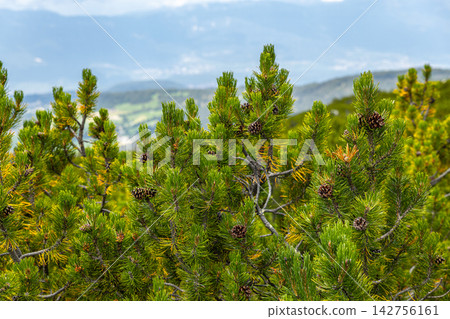 Mountain Pine Detail Mountain Pine Detail 142756161
