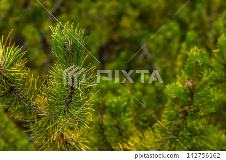 Mountain Pine Detail Mountain Pine Detail 142756162