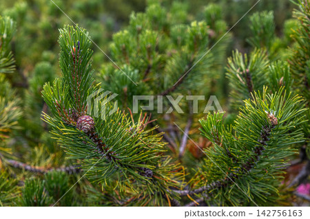Mountain Pine Detail Mountain Pine Detail 142756163