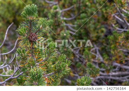 Mountain Pine Detail Mountain Pine Detail 142756164