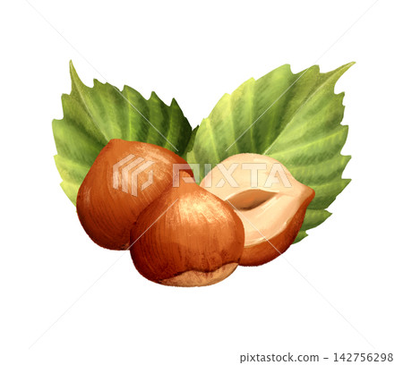 Hand-drawn illustration of hazelnuts with green leaves and a halved nut. Botanical nut element isolated on a white background for food packaging, bakery, or dessert menu design. Hand-drawn illustration of hazelnuts with green leaves and a halved nut. Botanical nut element isolated on a white background for food packaging, bakery, or dessert menu design. 142756298