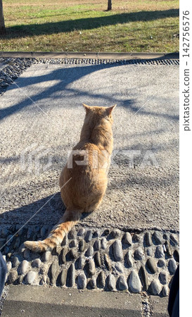 Ginger tabby cat sits quietly on a textured cobblestone street facing away under the warm glow of afternoon sun Ginger tabby cat sits quietly on a textured cobblestone street facing away under the warm glow of afternoon sun 142756576