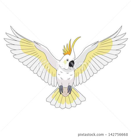 Cockatoo Flying with Spread Wings Vector Illustration 142756668