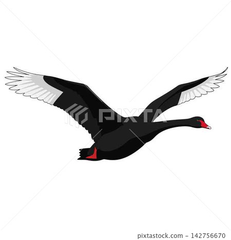 Swan Flying with Wings Spread Wide Against a White Background Swan Flying with Wings Spread Wide Against a White Background 142756670