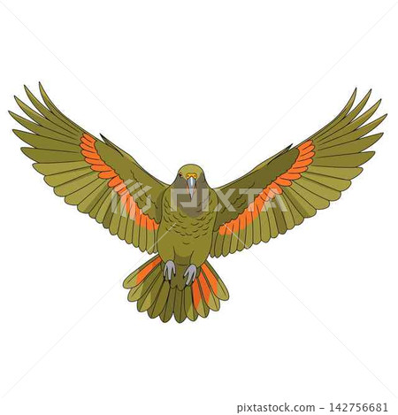 Parrot Bird Flying with Open Wings in Vector Illustration Style Parrot Bird Flying with Open Wings in Vector Illustration Style 142756681
