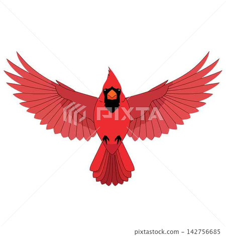 Cardinal Bird Flying with Open Red Wings in Isolated Vector Style Cardinal Bird Flying with Open Red Wings in Isolated Vector Style 142756685