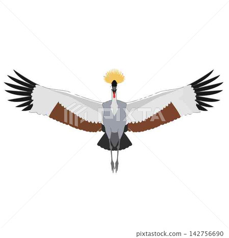 Crowned Crane Bird Flying Isolated Vector Illustration Graphic Design Crowned Crane Bird Flying Isolated Vector Illustration Graphic Design 142756690