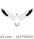 Snow Goose Flying Overhead with Open Wings in Wildlife Vector Art 142756692