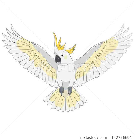 Cockatoo Flying Vector Illustration of White Exotic Bird 142756694