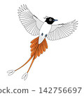 Bird Flying Illustration with Colorful Long Tail Feathers Isolated 142756697