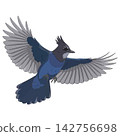 Blue Jay Bird in Flight Illustration for Wildlife Design 142756698