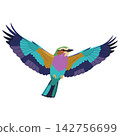Lilac Breasted Roller Bird Flying with Colorful Wings Outstretched 142756699