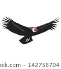 Condor Bird Soaring High with Massive Black Wings Spread Wide 142756704