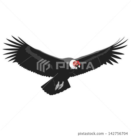 Condor Bird Soaring High with Massive Black Wings Spread Wide Condor Bird Soaring High with Massive Black Wings Spread Wide 142756704