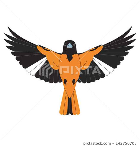 Oriole Bird in Flight with Orange and Black Wings Graphic Vector Oriole Bird in Flight with Orange and Black Wings Graphic Vector 142756705