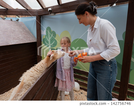 Child and woman feeding carrot pieces to friendly sheep inside wooden petting enclosure with illustrated backdrop, with child, woman, sheep, feeding detail, showing carrot, petting, enclosure, fence Child and woman feeding carrot pieces to friendly sheep inside wooden petting enclosure with illustrated backdrop, with child, woman, sheep, feeding detail, showing carrot, petting, enclosure, fence 142756746