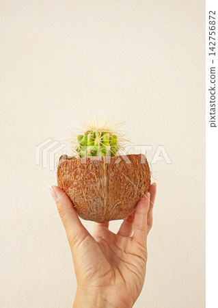 Hand with Prickly Cactus in a Small Coconut Pot Hand with Prickly Cactus in a Small Coconut Pot 142756872