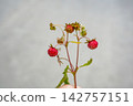 Macro Wild Forest Strawberries Growing on Branch with Natural Green Leaves 142757151