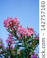 Pink Oleander Flowers Blooming Against Blue Sky 142757160